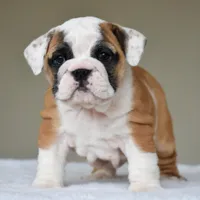 Nova, a female English Bulldog for sale in Dallas, TX – Photo 9 of 10