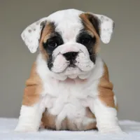 Nova, a female English Bulldog for sale in Dallas, TX – Photo 8 of 10