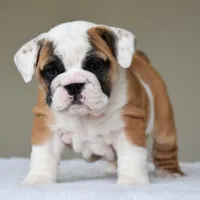 Nova, a female English Bulldog for sale in Dallas, TX – Photo 7 of 10
