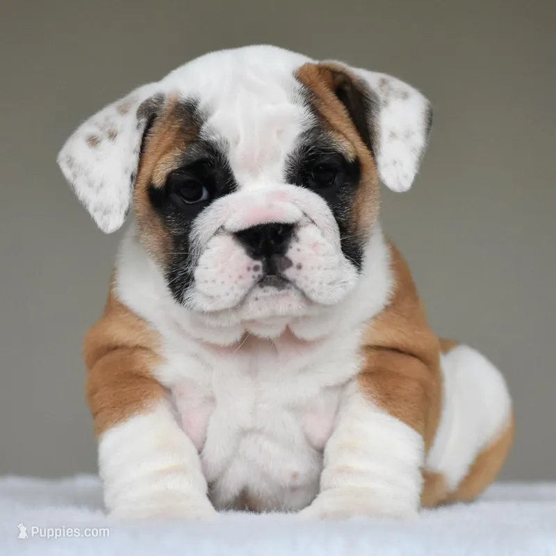 Nova – English Bulldog puppy for sale in Dallas, TX