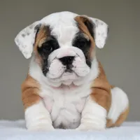 Nova, a female English Bulldog for sale in Dallas, TX – Photo 1 of 10