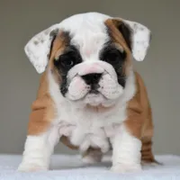 Nova, a female English Bulldog for sale in Dallas, TX – Photo 5 of 10