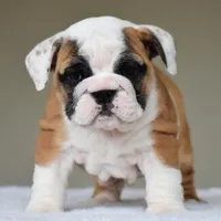Nova, a female English Bulldog for sale in Dallas, TX – Photo 2 of 10