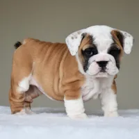 Nova, a female English Bulldog for sale in Dallas, TX – Photo 10 of 10