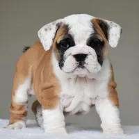 Nova, a female English Bulldog for sale in Dallas, TX – Photo 3 of 10