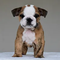 Theo, a male English Bulldog for sale in Dallas, TX – 7 of 8