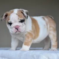 Mila, a female English Bulldog for sale in Dallas, TX – 2 of 9