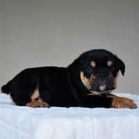 Ciro, a male English Bulldog for sale in Dallas, TX – 10 of 10