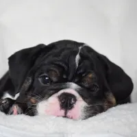 Capri, a female English Bulldog for sale in Dallas, TX – 10 of 10