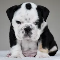 Oreo, a male English Bulldog for sale in Dallas, TX – 3 of 7