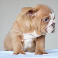 Maple, a female English Bulldog for sale in Dallas, TX – 6 of 6