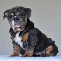 GASTON, a male English Bulldog for sale in Dallas, TX – 4 of 10