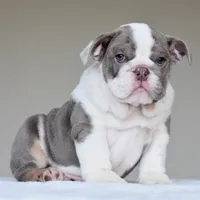 Oniy, a male English Bulldog for sale in Dallas, TX – 7 of 10