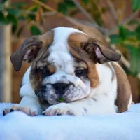 Malia, a female English Bulldog for sale in Dallas, TX – 2 of 9