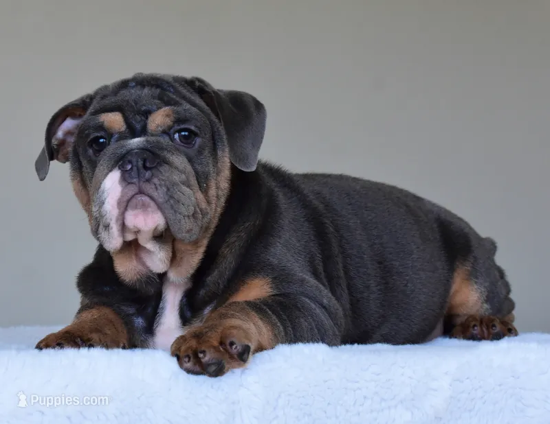 GASTON – English Bulldog puppy for sale in Dallas, TX