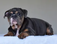 GASTON, a male English Bulldog for sale in Dallas, TX – 1 of 10