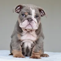 Kona, a female English Bulldog for sale in Dallas, TX – 9 of 10