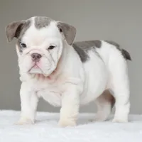 Linda, a female English Bulldog for sale in Dallas, TX – 7 of 10