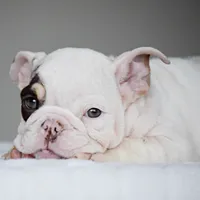 TRUFFLE, a female English Bulldog for sale in Dallas, TX – 6 of 7