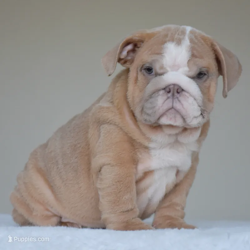 Simon – English Bulldog puppy for sale in Dallas, TX
