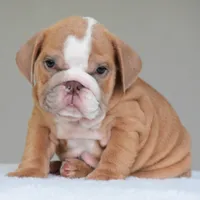 Simon, a male English Bulldog for sale in Dallas, TX – 5 of 10