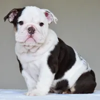 KIRA, a female English Bulldog for sale in Dallas, TX – 9 of 9