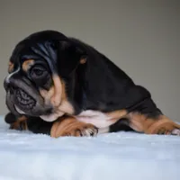 Nova, a female English Bulldog for sale in Dallas, TX – 5 of 9