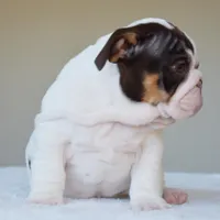 Chanel, a female English Bulldog for sale in Dallas, TX – Photo 5 of 6