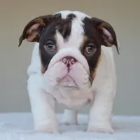 Chanel, a female English Bulldog for sale in Dallas, TX – Photo 2 of 6