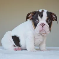 Chanel, a female English Bulldog for sale in Dallas, TX – Photo 6 of 6