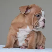 Sadie, a female English Bulldog for sale in Dallas, TX – 3 of 5