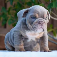 Enzo, a male English Bulldog for sale in Dallas, TX – 4 of 10