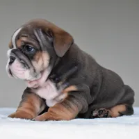 Rio, a male English Bulldog for sale in Dallas, TX – 2 of 9