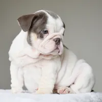 Linda, a female English Bulldog for sale in Dallas, TX – 3 of 10