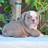 ROYCE, a male English Bulldog for sale in Dallas, TX – 5 of 10