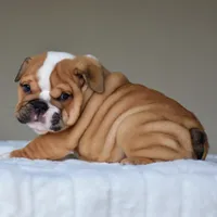 Zoe, a female English Bulldog for sale in Dallas, TX – 5 of 10