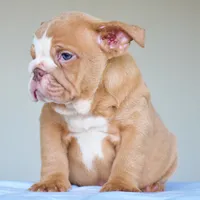 Maple, a female English Bulldog for sale in Dallas, TX – 2 of 6