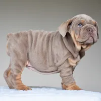 Cora, a female English Bulldog for sale in Dallas, TX – 3 of 10