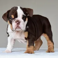 Jace, a male English Bulldog for sale in Dallas, TX – 9 of 10