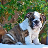 Malia, a female English Bulldog for sale in Dallas, TX – 8 of 9
