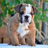 Mona, a female English Bulldog for sale in Dallas, TX – 3 of 10