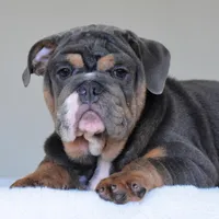 Gaston, a male English Bulldog for sale in Dallas, TX – Photo 8 of 10