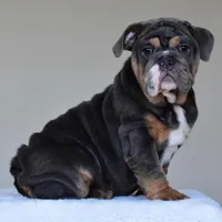 Gaston, a male English Bulldog for sale in Dallas, TX – Photo 6 of 10