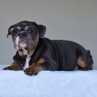 Gaston, a male English Bulldog for sale in Dallas, TX – Photo 9 of 10