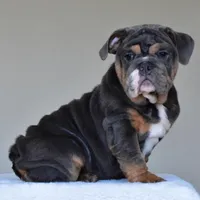 Gaston, a male English Bulldog for sale in Dallas, TX – Photo 5 of 10