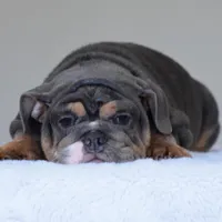 Gaston, a male English Bulldog for sale in Dallas, TX – Photo 10 of 10