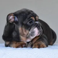 Gaston, a male English Bulldog for sale in Dallas, TX – Photo 4 of 10