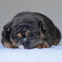 Gaston, a male English Bulldog for sale in Dallas, TX – Photo 7 of 10