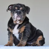 Gaston, a male English Bulldog for sale in Dallas, TX – Photo 3 of 10