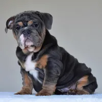 Gaston, a male English Bulldog for sale in Dallas, TX – Photo 2 of 10